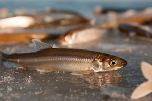 Riba koryushka - koja je funkcija? Riba koryushka - koja je funkcija?